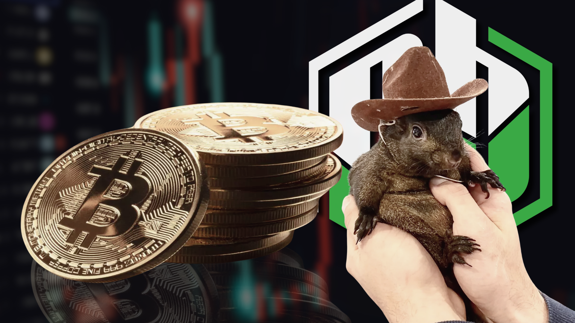 Squirrel Coin Peanut the Squirrel: A Tragic Tale Turned MemeCoin? | PB Alerts News
